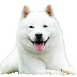 Japanischer Hokkaido-Hund lächelt mit Zunge