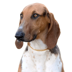 Porträt eines typischen Scenthound Poitevin auf einer Frühlingswiese