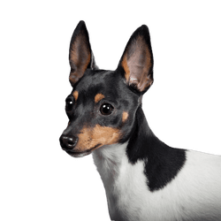 Toy Foxterrier auf schwarzem Hintergrund