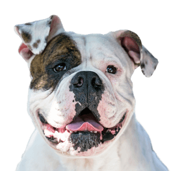 American Bully Profilbild Rassebeschreibung