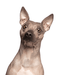 American Hairless Terrier Rassebeschreibung, Rassebeschreibung, Temperament, haarlose Rasse, Hundehaarallergiker Hund, Allergikerhund, Hypoallergische Rasse