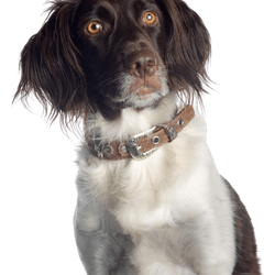 American Spaniel, Wasserspaniel, American Water Spaniel Rassebeschreibung