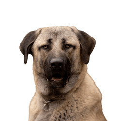 Anatolischer Hirtenhund Temperament, Rassebeschreibung einer großen Rasse aus der Türkei