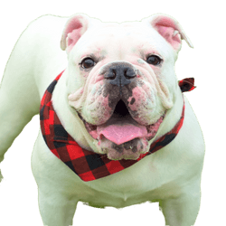 Hund,Bulldogge,Fleischfresser,Rehbraun,Hunderasse,Begleithund,Halsband,Schnauze,Hundehalsband,Hundezubehör,