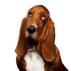 Hund, Säugetier, Wirbeltier, Canidae, Basset Hound schaut ähnlich aus wie Beagle, Hunderasse mit sehr langen Schlappohren, Fleischfresser, Basset Artésien Normand Oberkörper, Schweizer Laufhund, Schnauze, kleiner brauner Hund, Jagdhund