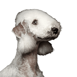 Säugetier, Wirbeltier, Hund, Canidae, Hunderasse, Fleischfresser, Schnauze, Begleithund, Sporting Group, Seltene Rasse (Hund), weißer großer Hund, Bedlington Terrier, Rasse ähnlich Pudel