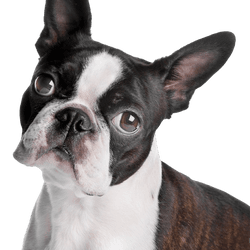 Boston Terrier