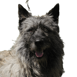 Portrait eines Bouvier des Ardennes