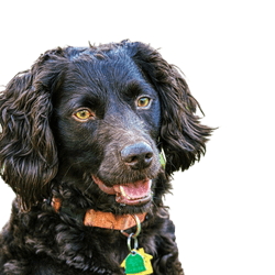 Rassebeschreibung und Charakter des Boykin Spaniel