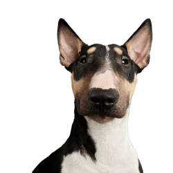 Hund, Säugetier, Wirbeltier, Hunderasse, Canidae, Bullterrier (Miniatur), Fleischfresser, Bullterrier mit Stehohren, alter englischer Terrier, Schnauze, braun weißer Bullterrier, Kampfhund, Listenhund, dreifärbige mittelgroße Hund