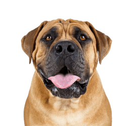 Bullmastiff, englisch Mastiff Hund