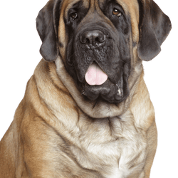 Bullmastiff Rassebeschreibung