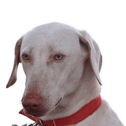 Chippiparai Hund, Rassebeschreibung, großer weißer Hund