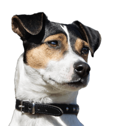 Dänisch-Schwedischer Farmhund Profilfoto, ein Kopf ist zu sehen