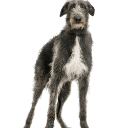 Scottish Deerhound, großer Hund mit rauhaarigem Fell, grauer großer Hund, Windhund
