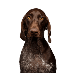 Hund, Säugetier, Wirbeltier, Canidae, Hunderasse, Fleischfresser, Sportgruppe, Leber, Zeigerasse, Deutscher Pointer Kurzhaar, großer brauner Hund mit weißen Flecken, Hund ähnlich Viszla, Jagdhund