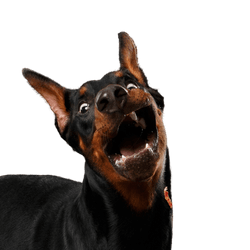 Dobermann, Wirbeltier, Säugetier, Hunderasse, Canidae, großer Pinscher, Hund, Hund ähnlich Manchester Terrier, Wachhund, Schnauze, großer schwarzer Hund mit Stehohren