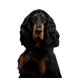 Hund, Wirbeltier, Canidae, Hunderasse, Säugetier, Gordon Setter, Fleischfresser, Cockerspaniel, Sporting Group, großer schwarzer Hund mit braunen Stellen, Schlappohren und leichten Wellen im Fell, Hunderasse ähnlich Golden Retriever vom Fell her