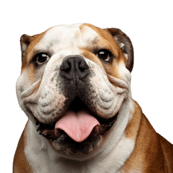 Hund, Wirbeltier, Hunderasse, alte englische Bulldogge, Canidae, Säugetier, Bulldogge, alte englische Bulldogge, britische Bulldoggen hechelt, Kampfhund, Listenhund, braun weiße Bulldogge, mittelgroßer Hund mit kupierten Ohren