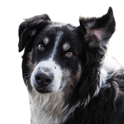 English Shepherd Rassebeschreibung, schwarz weißer Hund für Schafe, Schäferhund aus England, Großbritannien Hunderasse
