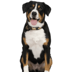 Entlebucher Sennenhund Rassebeschreibung