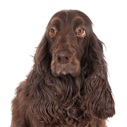 Rassebeschreibung des Field Spaniel, Gemüt, Temperament, brauner Hund
