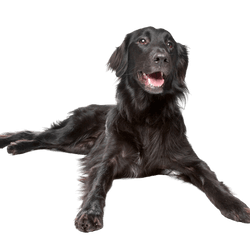 Flatcoated Retriever Schwarz Rassebeschreibung