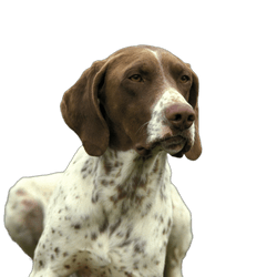 Französischer Vorstehhund Pyrenäen-Typ Kopfbild