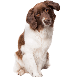 Holländischer Partrige-Hund, Holländische Hunderasse mit braun weißem Fell, Familienhund, dreifärbige Hunderasse