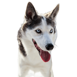 Alaskan Husky liegend, schwarz weißer Laufhund, Amerikanische Hunderassse für Schlitten, Schlittenhund, Arbeitshund, Hund mit Stehohren, Hund zeigt Zunge, große Hunderasse aus Alaska