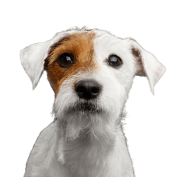 Hund, Säugetier, Wirbeltier, Hunderasse, Canidae, Russell Terrier, Begleithund, Fleischfresser, Parson Russell Terrier Rauhaar, Welpe, kleiner weißer Hund mit braunem Auge