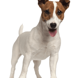 Jack Russell Terrier Rassebeschreibung