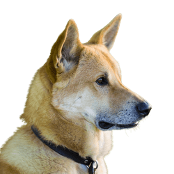 Kanaan Hund rot weiß Portrait, eingerollte Rute, Hund mit eingerolltem Schwanz, Hund der rot und weiß ist, Hund ähnlich Shiba optisch, Hund mit Stehohren, Isrealspitz, israelische Hunderasse, große Hunderasse, Spitze Ohren, Stehohren, gelber Hund, sesam Hundefarbe, Hund mit dichtem Fell, Hund der aussieht wie Husky in gelb