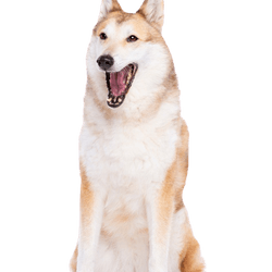 Laika Hund, westsibirischer Laika, großer weißer Hund mit roten Stellen, Hund ähnlich Husky