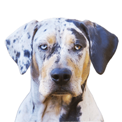 Louisana Catahoula Dog Profilbild Rassebeschreibung des Merle farbenen Hundes