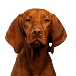 Hund, Säugetier, Wirbeltier, Vizsla, Canidae, Hunderasse, Fleischfresser, großer brauner Hund mit Schlappohren, Hund ähnlich Ridgeback, ungarische Hunderasse, Jagdhund, Kurzhaar Hund