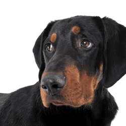 erdelyi-kopo Rassebeschreibung, ungarische Hunderasse, Hund aus Ungarn, großer braun schwarzer Hund ähnlich Dobermann, Siebenbürgen Hund
