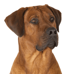 Rhodesian Ridgeback Rassebeschreibung