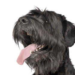 Russischer schwarzer Terrier Rassebeschreibung Russischer schwarzer Terrier Rassebeschreibung, Sicht von der Seite, leichter Kringelschwanz, Hund ähnlich Schnauzer, schwarzer großer Hund mit welligem Fell, Hund mit Wellen, Hund der viele Haare im Gesicht hat, russische Hunderasse, Hund aus Russland, Großer Hund