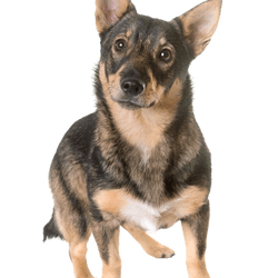 Schwedischer Vallhund im Stehen