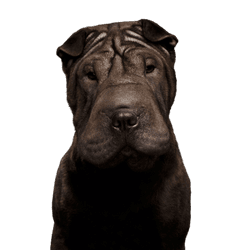 Hund, Säugetier, Shar pei, Wirbeltier, Canidae, Hunderasse, Fleischfresser, nicht sportliche Gruppe, Schnauze, Molosser, hässlicher Hund mit vielen Falten, Faltenhund, Hund mit sehr kleinen Ohren, mittelgroßer Hund, kleiner schwarzer Hund