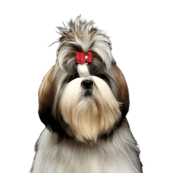 Hund, Säugetier, Wirbeltier, Canidae, Hunderasse, Shih tzu, chinesischer Kaiserhund, Löwchen, Begleithund, Fleischfresser