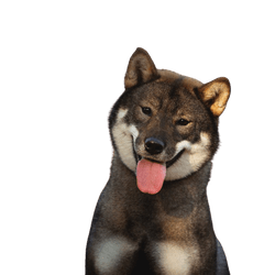Shikoku Hund aus Japan, japanische Hunderasse braun weiß, Hund ähnlich Shiba Inu, Hund aus Japan, Jagdhunderasse mit Stehohren, süße Hunderasse mit langer Zunge, asiatischer Hund, mittelgroße Rasse