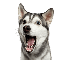 Hund, Säugetier, Siberian Husky mit offenem Mund erstaunt, Wirbeltier, Canidae, Hunderasse, Gesichtsausdruck, Fleischfresser, Rasse ähnlich Alaskan Malamute, Hund ähnlich Northern Inuit Hund,