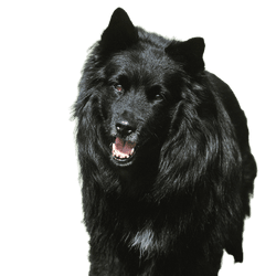 Swedischer Lapphund im Stehen