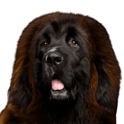 roter tibetischer Mastiff, Tibetischer Hund, Tibet Rasse, Hund ähnlich Leonberger, großer brauner Hund, Riesenrasse, Hund, Säugetier, Wirbeltier, Hunderasse, Canidae, Riesenhunderasse, Rasse ähnlich Neufundland, Fleischfresser, Leonberger ähnlicher großer Hund in braun und schwarz, Sporting Group,