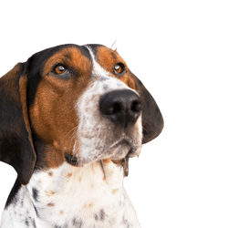 Treeing Walker Coonhound Kopf, dreifärbige Hunderasse aus Amerika, amerikanischer Jagdhund für die Jagd auf Waschbären und Opposums, Hund mit langen Schlappohren, gepunktete Hunderasse, großer Hund