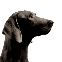 Hund, Wirbeltier, Canidae, Hunderasse, Säugetier, Fleischfresser, Weimaraner, Sportgruppe, grauer Hund, großer Hund mit Schlappohren