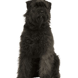 Bouvier des Ardennes dog, 1 year old, sitting on white background