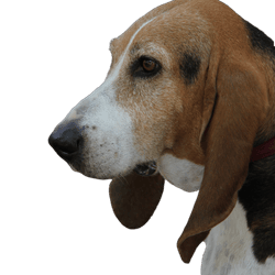 Norman Artesian Basset at the age of six years